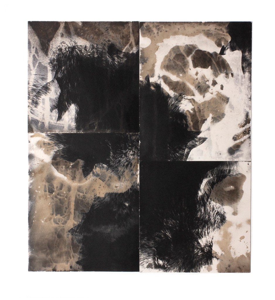 Coyotes, 2020, gelatin silver paper, 18” x 16”